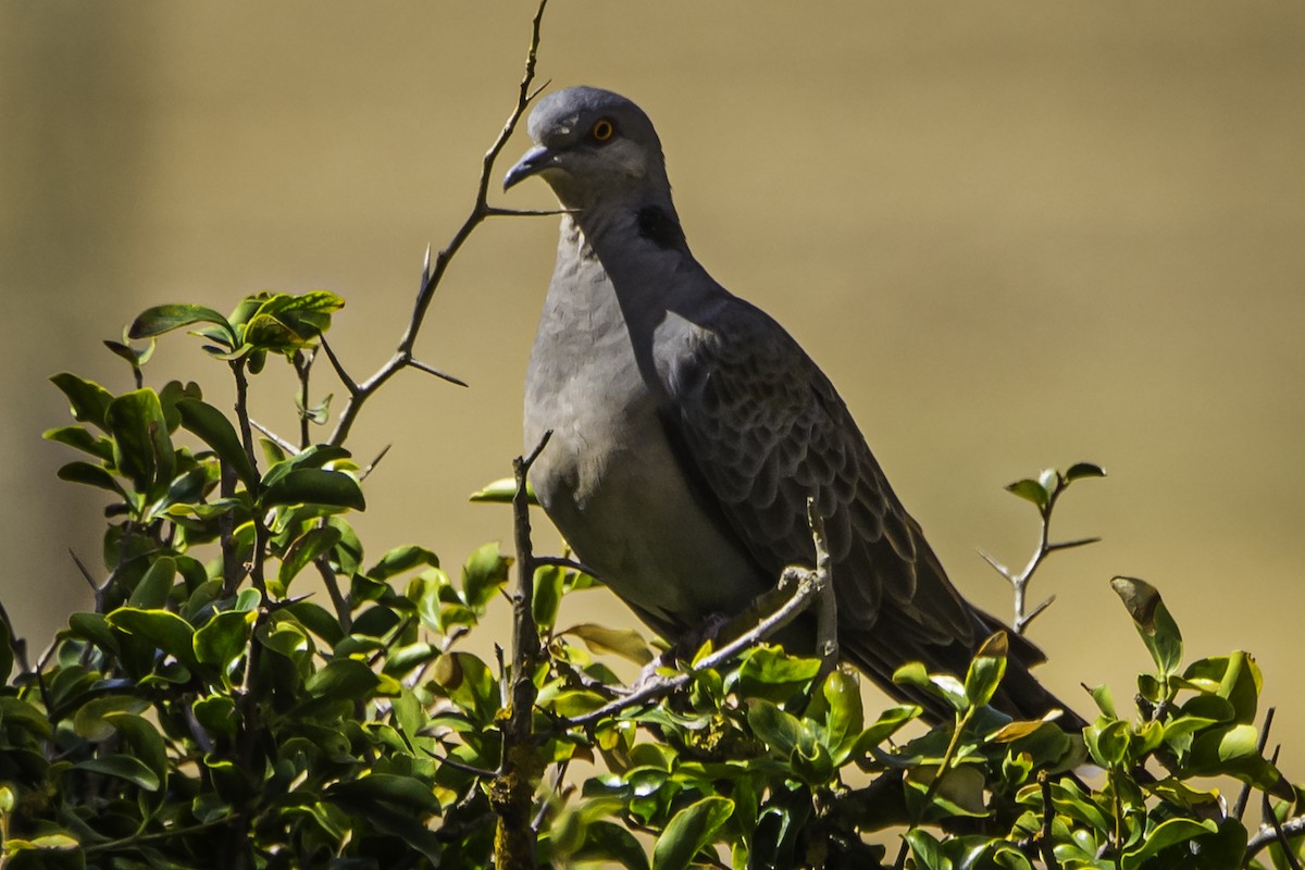 Dusky Turtle-Dove - ML611286776