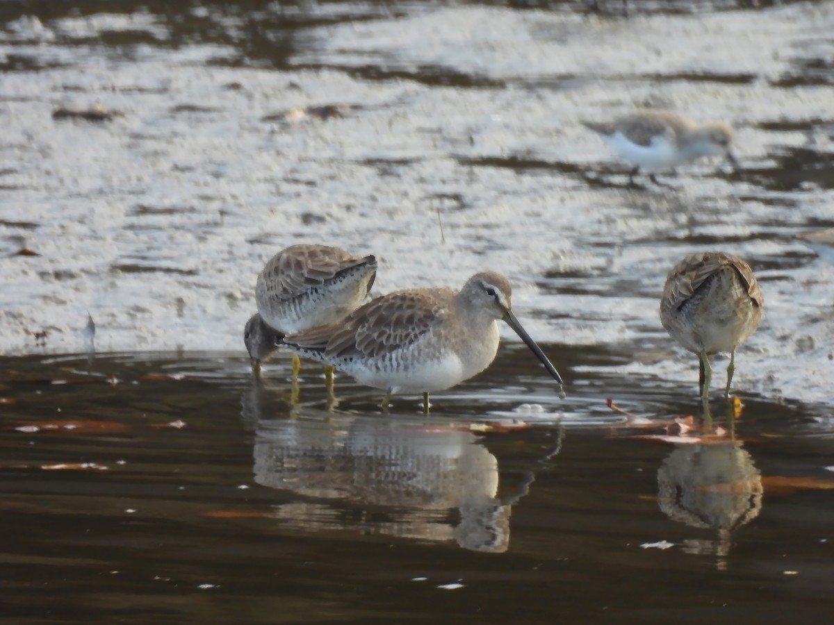 Long-billed Dowitcher - ML611286912