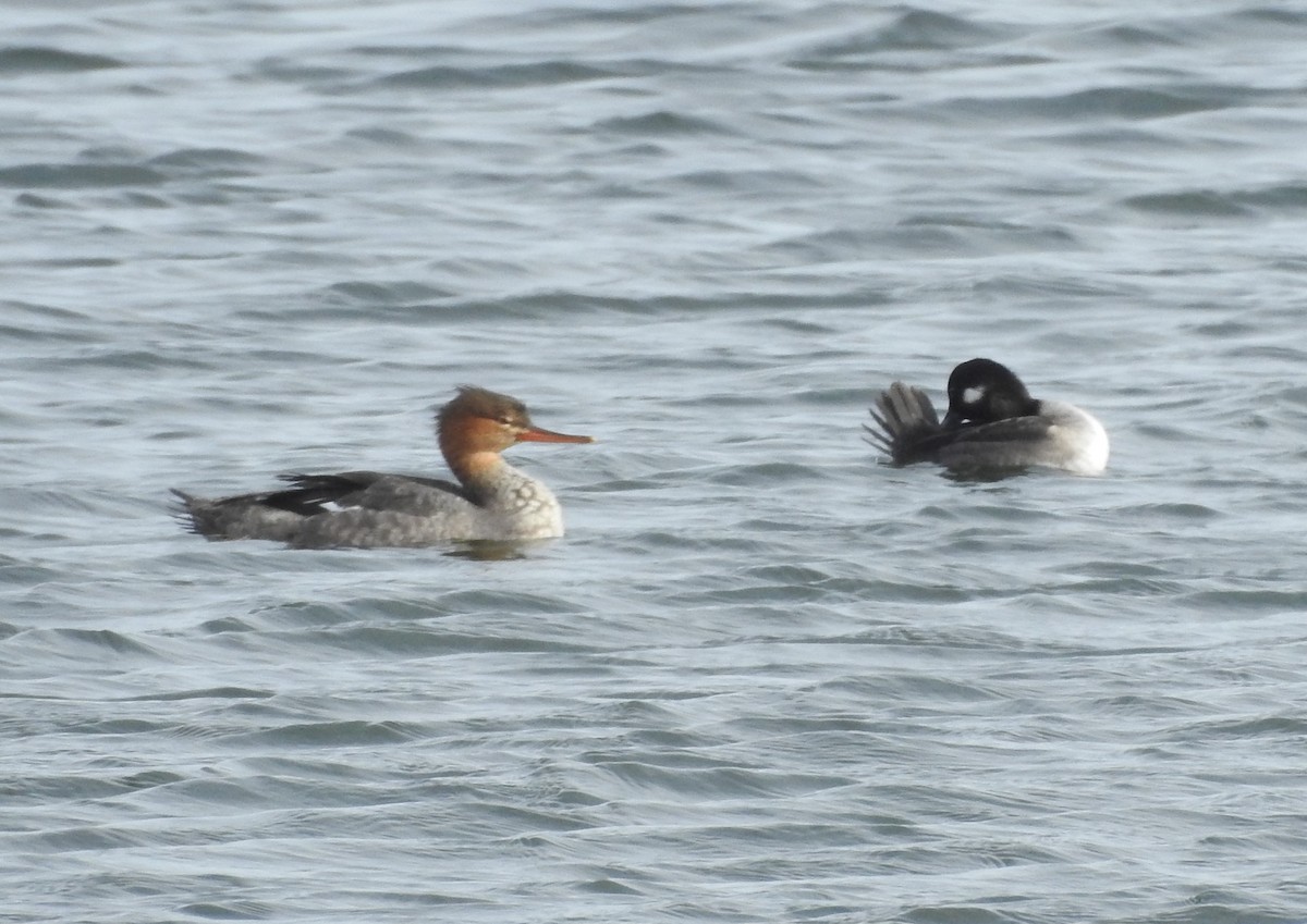 Red-breasted Merganser - ML611286987