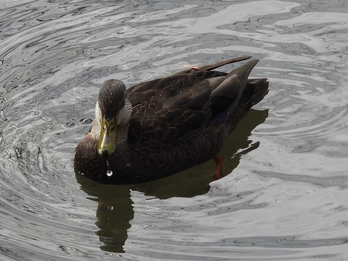 American Black Duck - Brenda Aburto