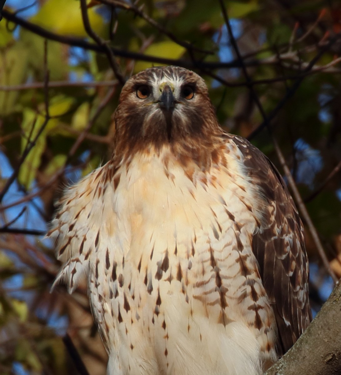 Red-tailed Hawk - ML611287025