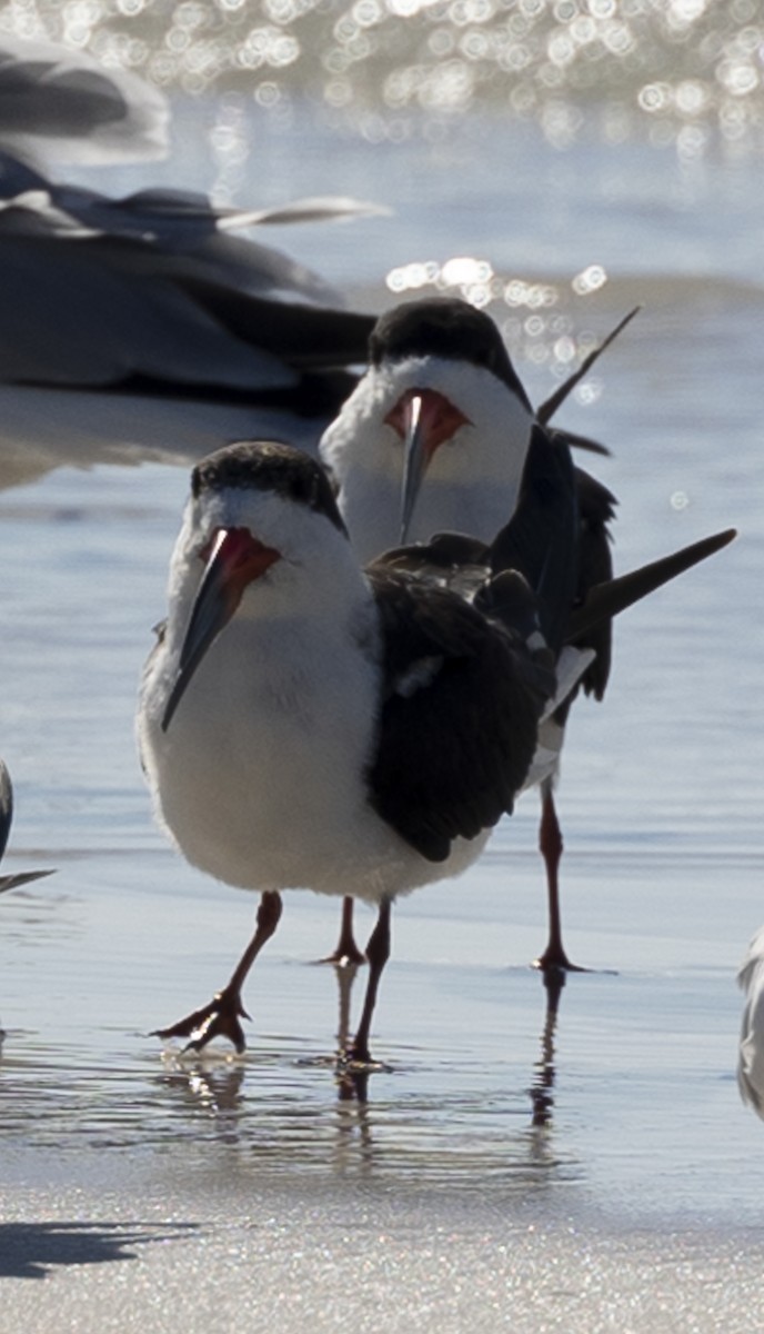 Black Skimmer - ML611287043