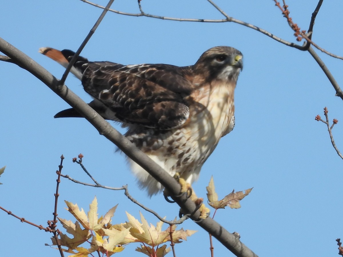 Red-tailed Hawk - ML611287107