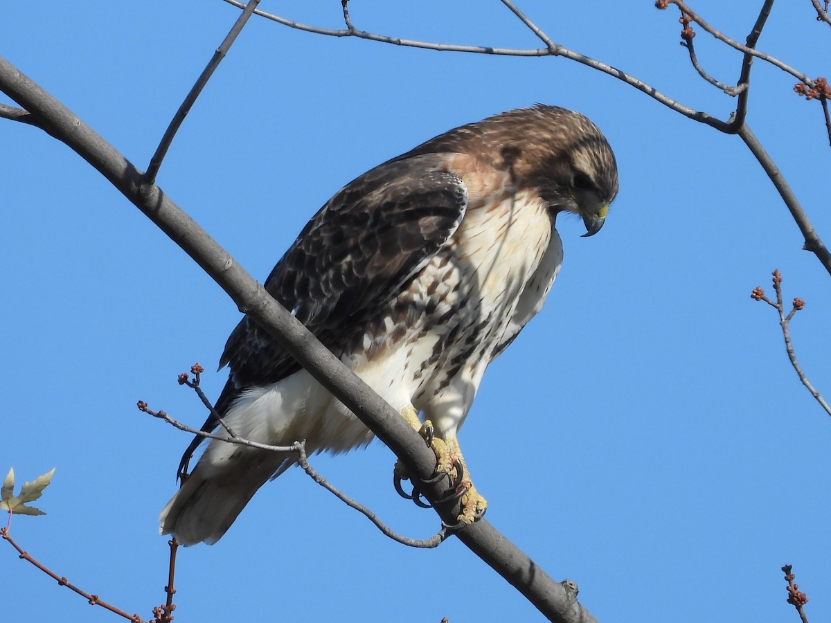 Red-tailed Hawk - ML611287108