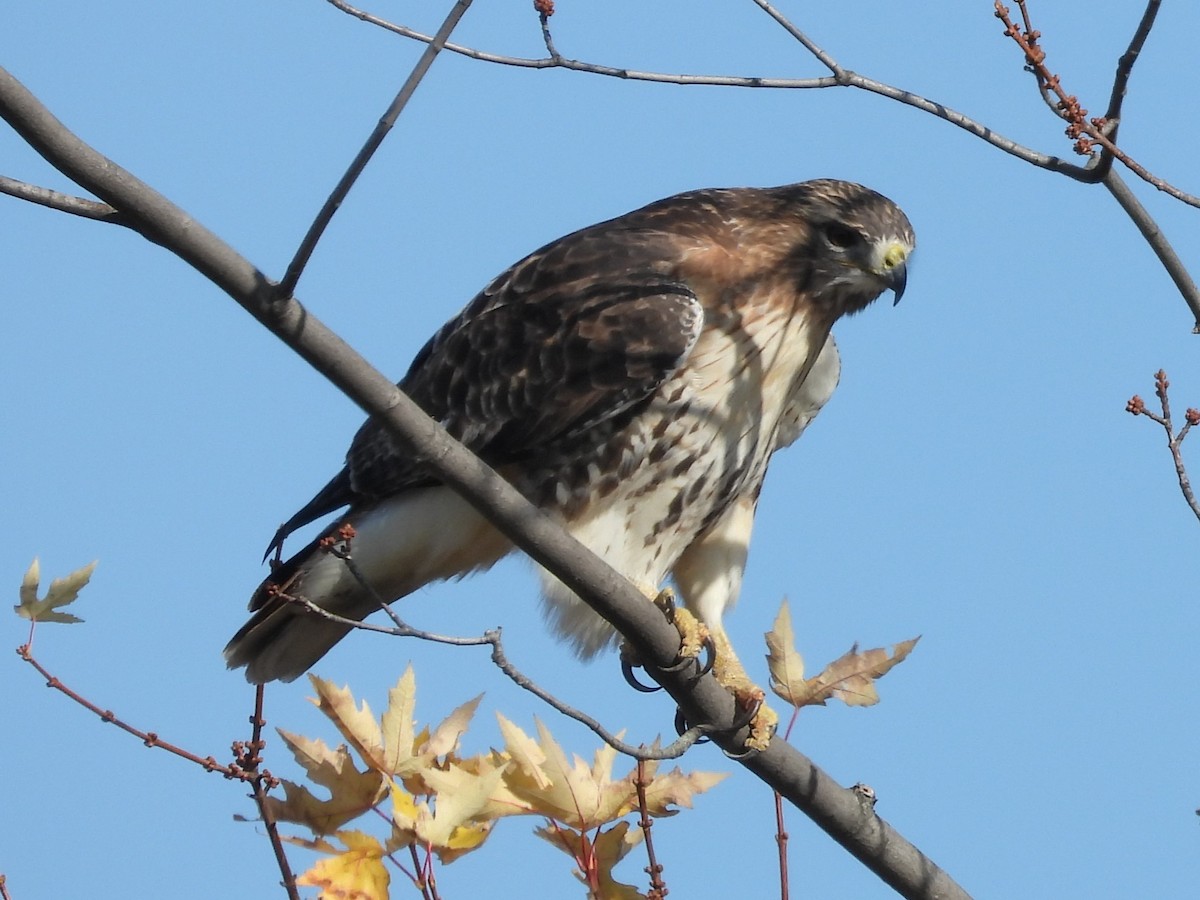 Red-tailed Hawk - ML611287109