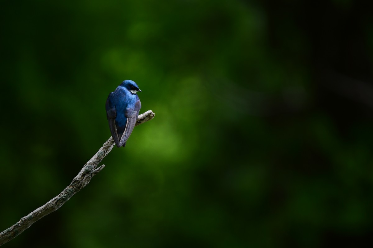 Tree Swallow - ML611287139