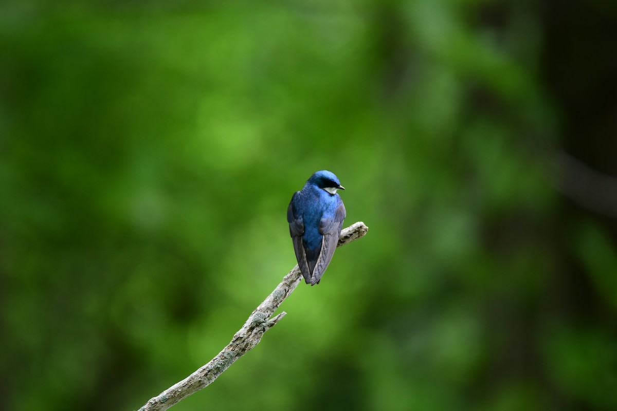 Tree Swallow - ML611287143