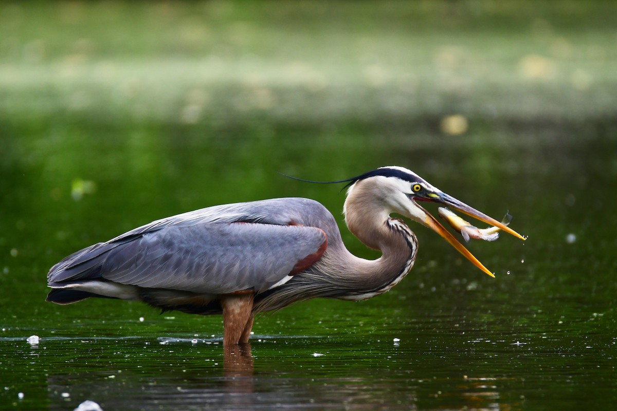 Great Blue Heron - ML611287205