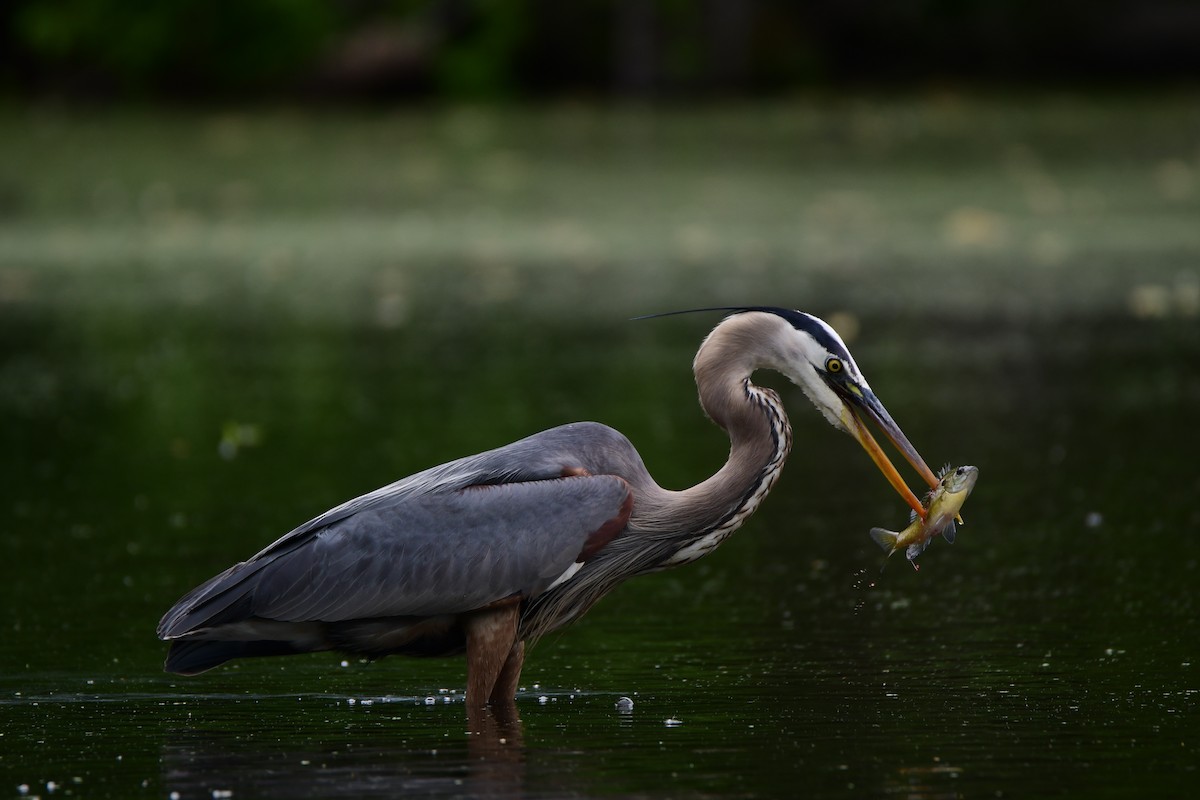 Great Blue Heron - Chaiby Leiman