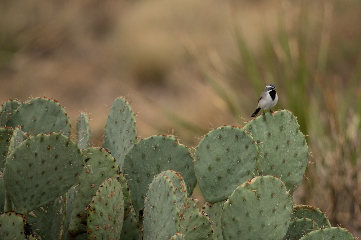 Black-throated Sparrow - ML611287243
