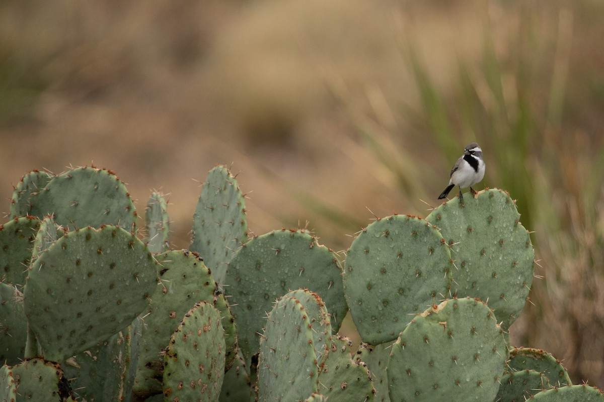 Black-throated Sparrow - ML611287244