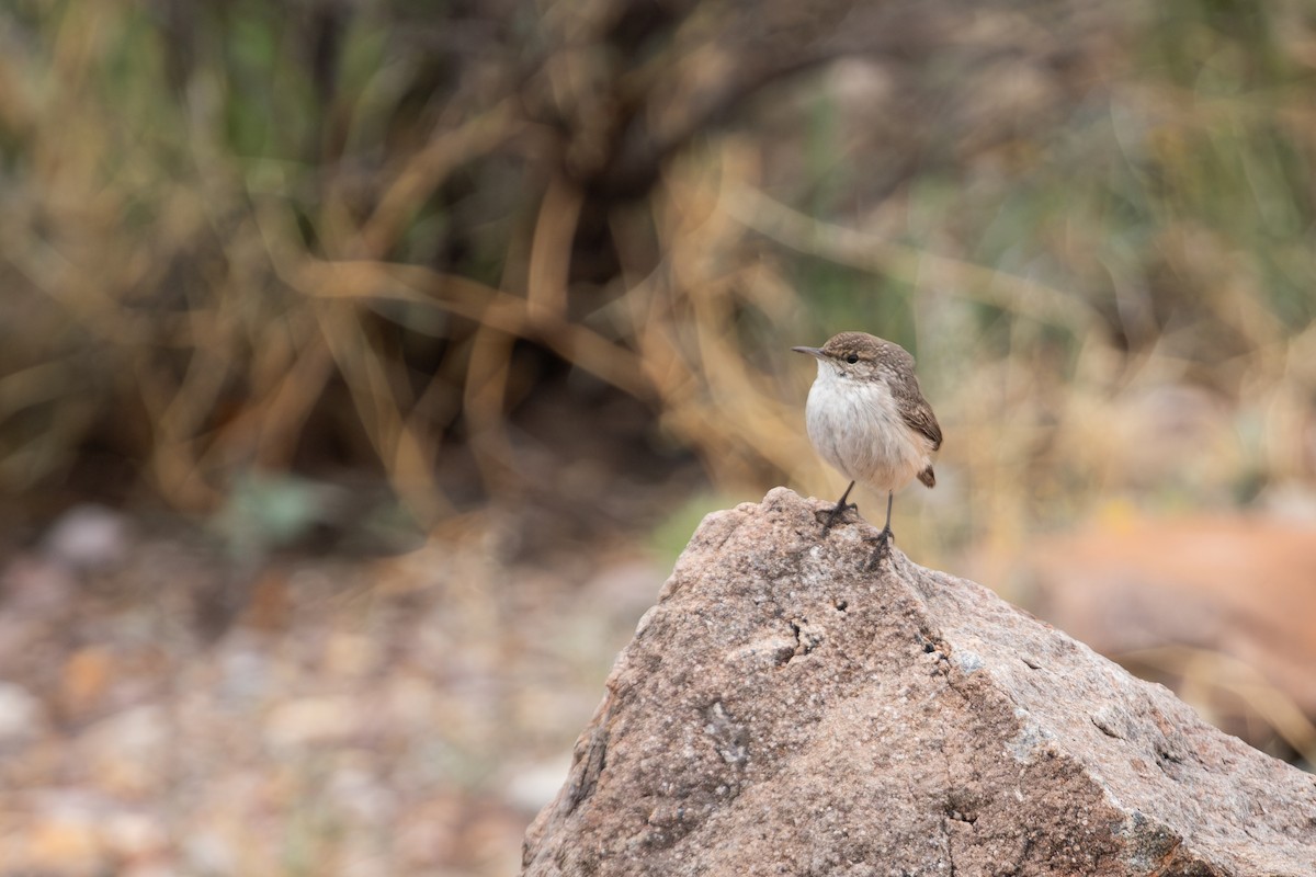 Rock Wren - ML611287249