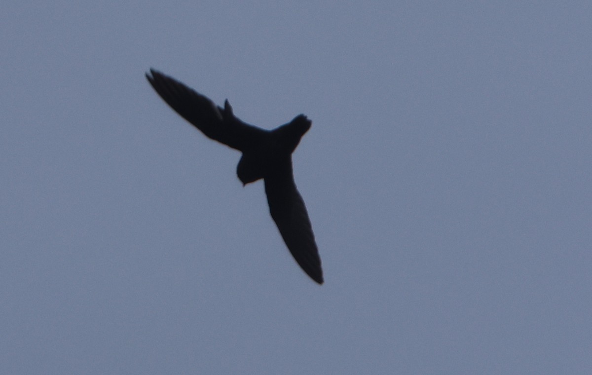 White-chinned Swift - ML611287262