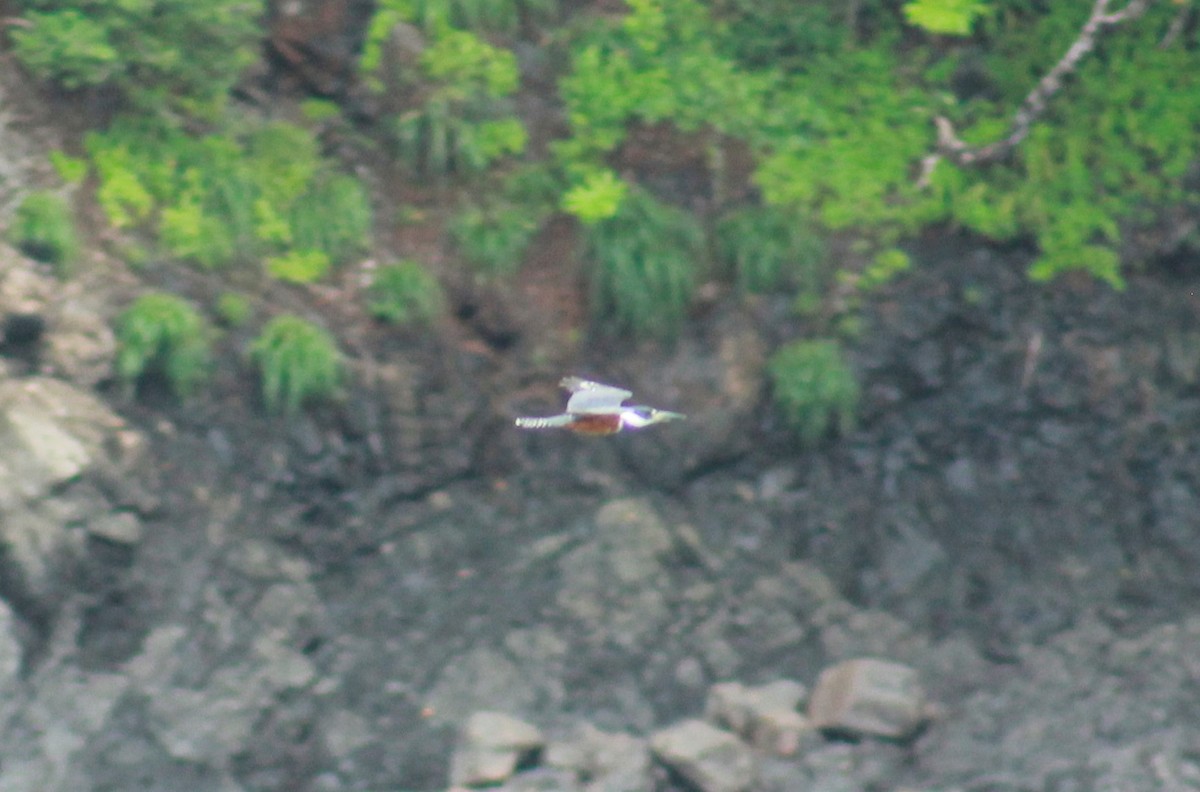 Ringed Kingfisher - ML611287296