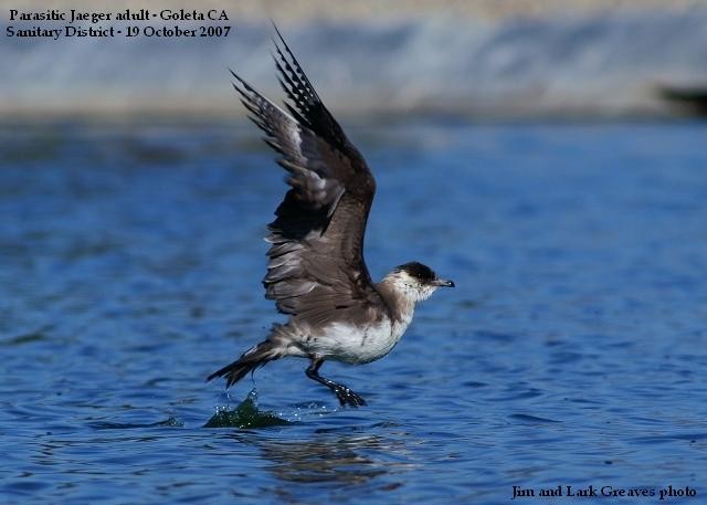 Parasitic Jaeger - ML611287356