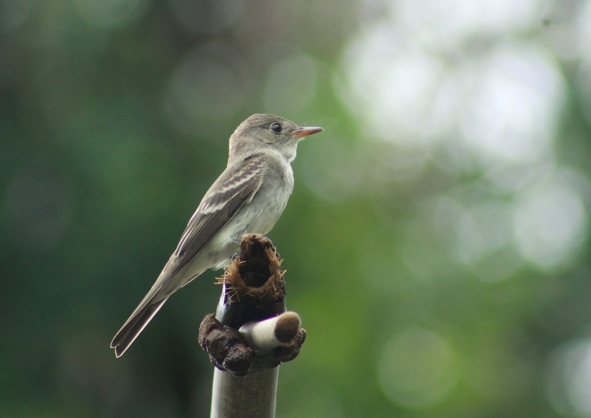 Eastern Wood-Pewee - ML611287375