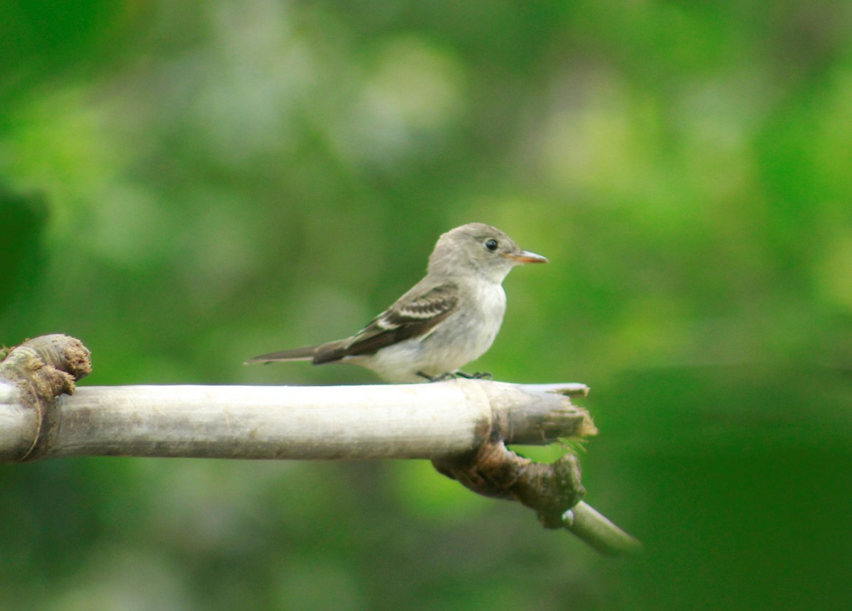 Eastern Wood-Pewee - ML611287377