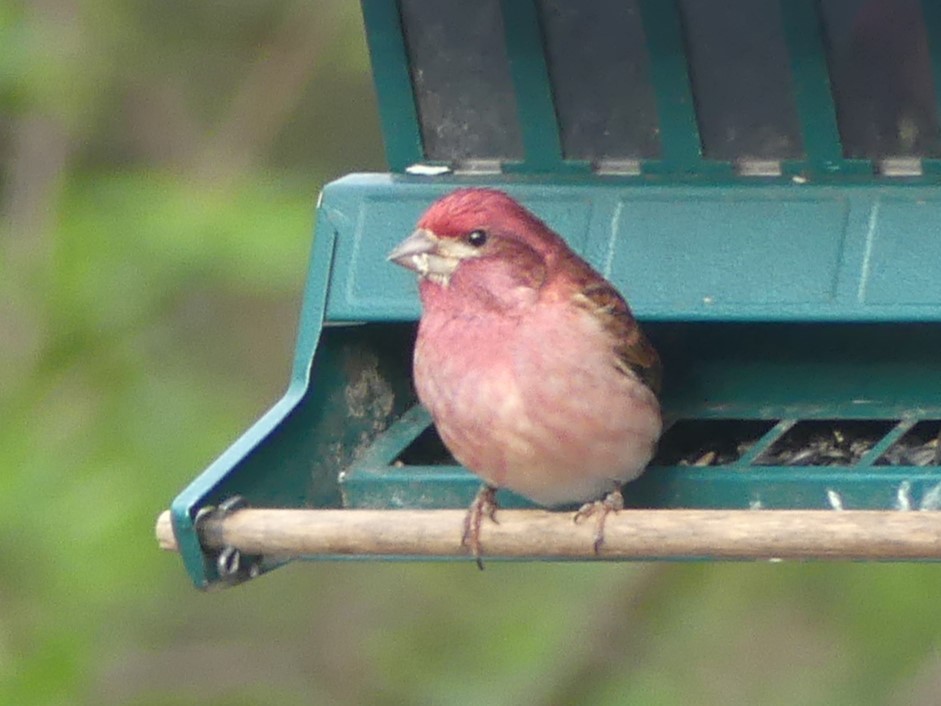 Maryland-DC Breeding Bird Atlas Checklist - 31 Mar 2023 - 11A Laurel ...