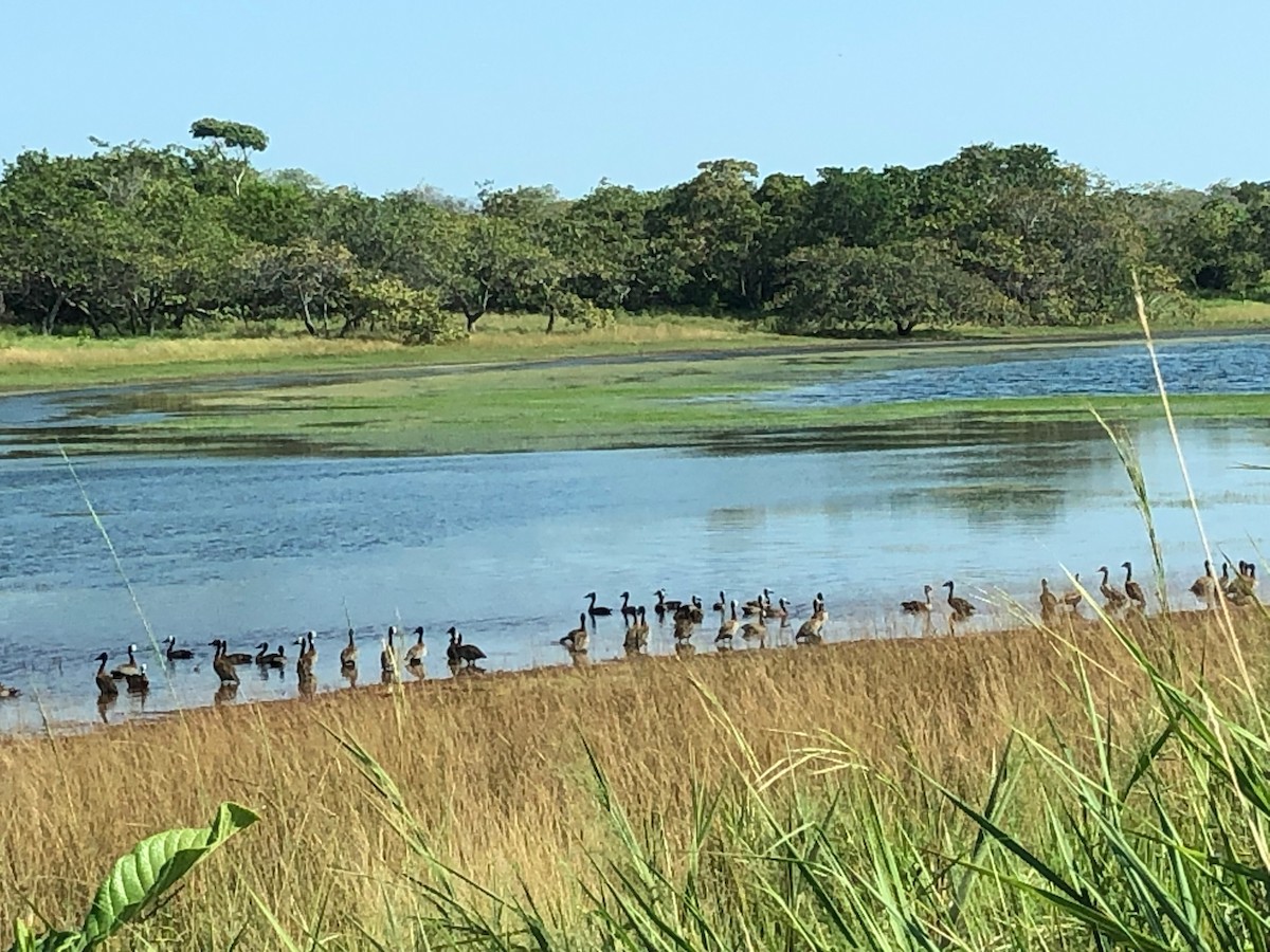 White-faced Whistling-Duck - ML611287480