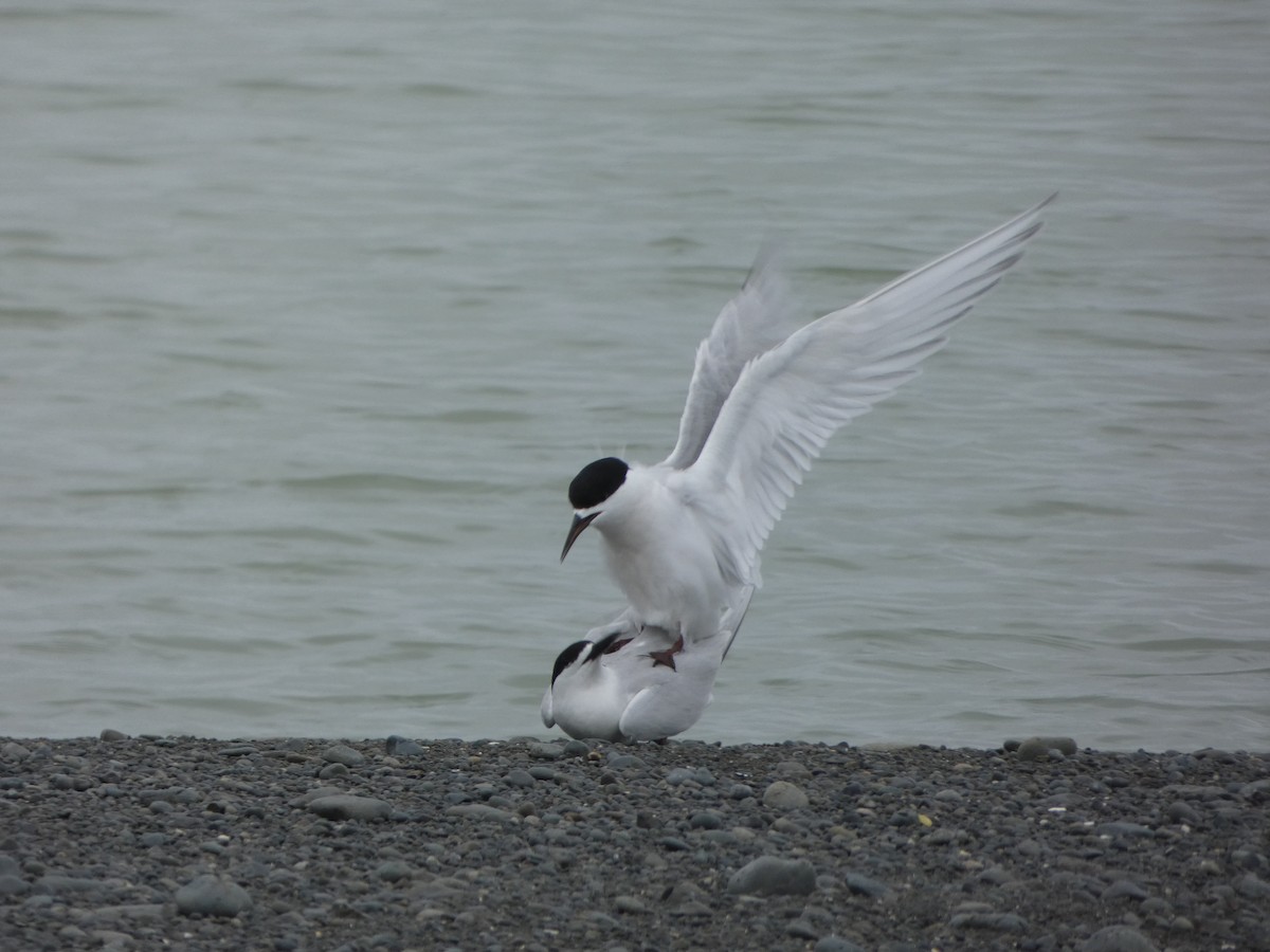 White-fronted Tern - ML611287689