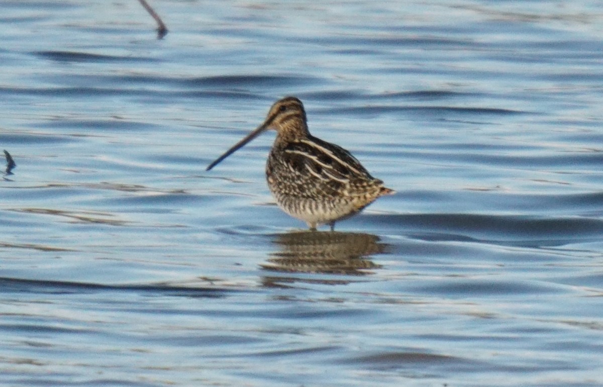 Wilson's Snipe - ML611287691