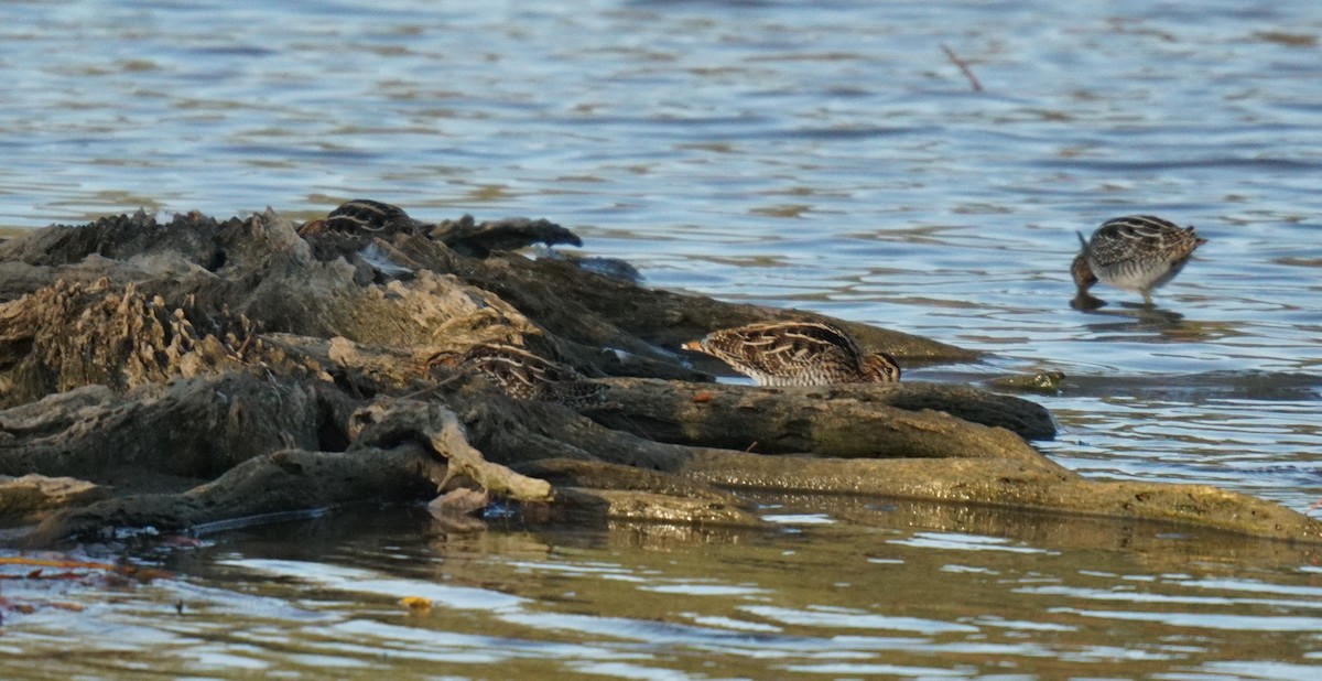 Wilson's Snipe - ML611287692