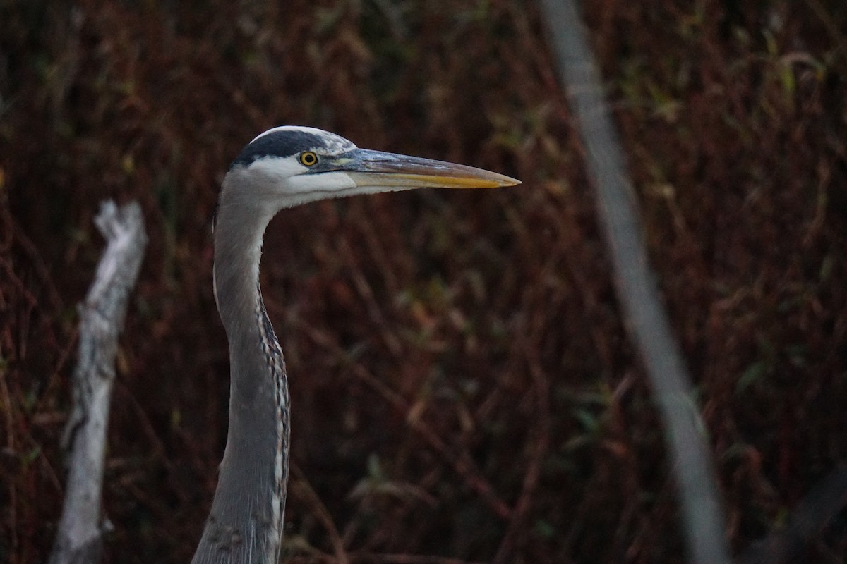 Great Blue Heron - ML611287712