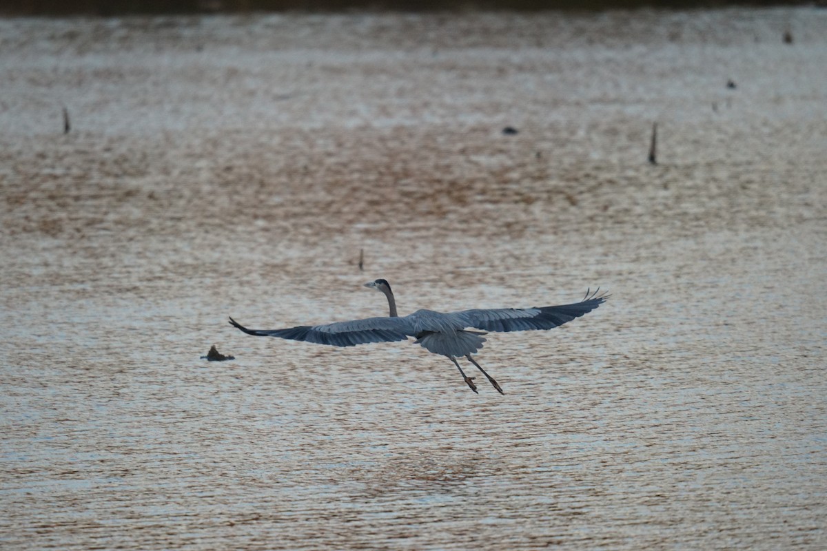 Great Blue Heron - ML611287714