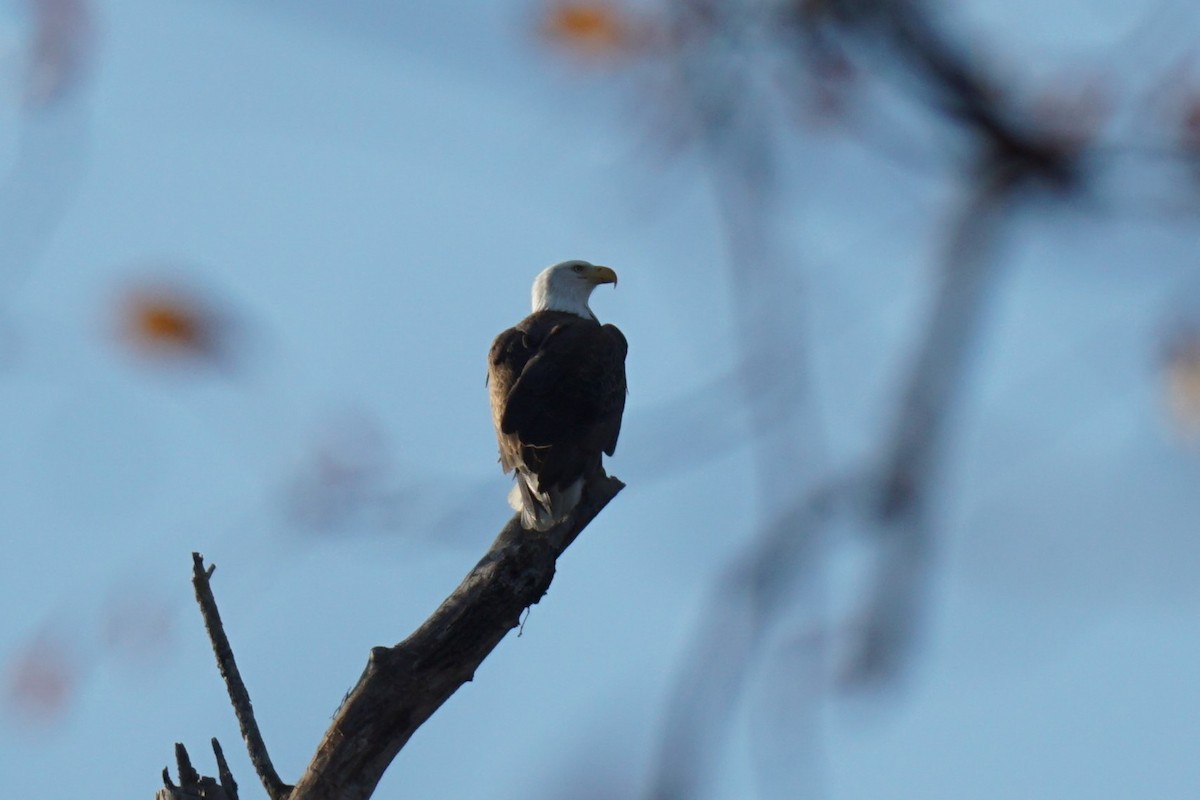 Bald Eagle - ML611287717