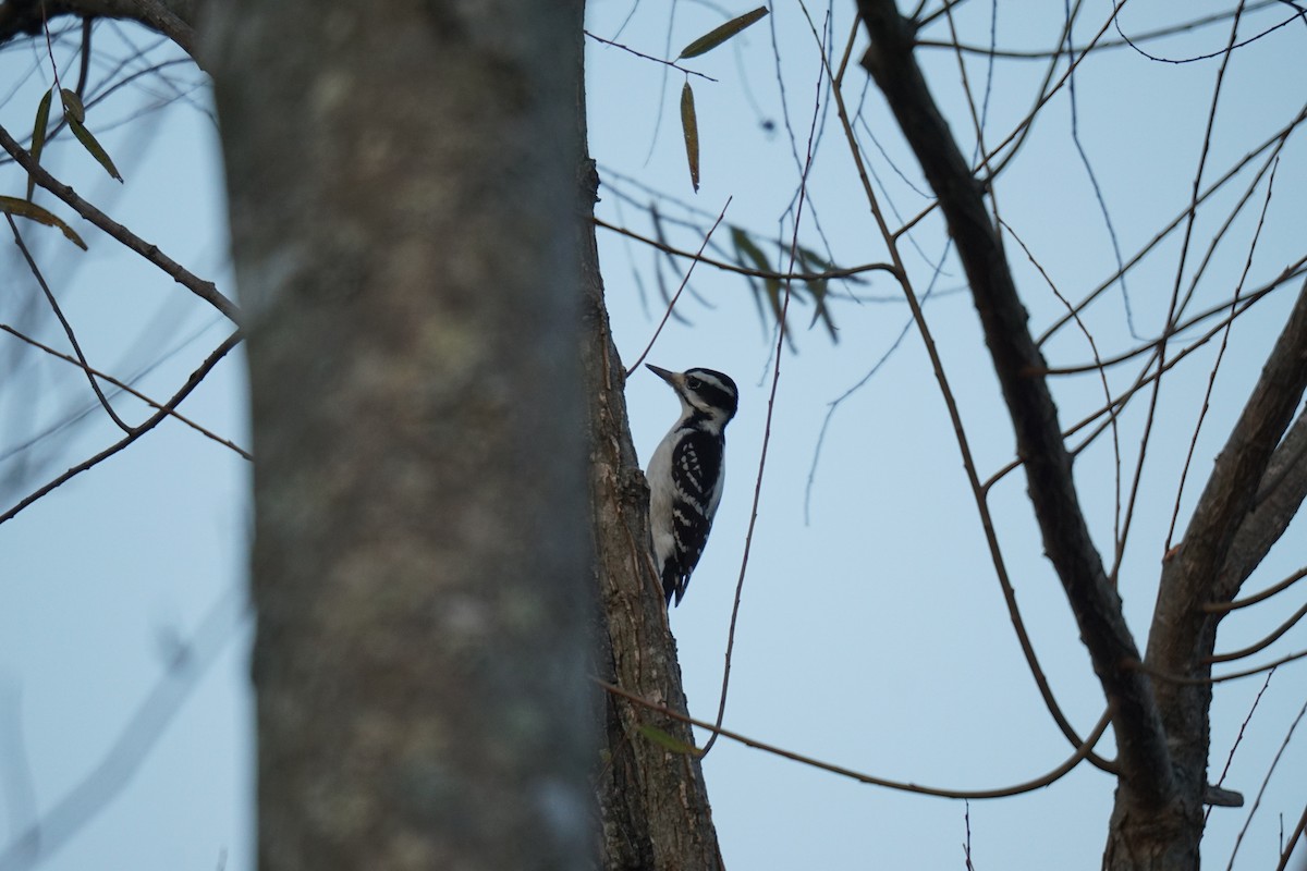 Hairy Woodpecker - ML611287723