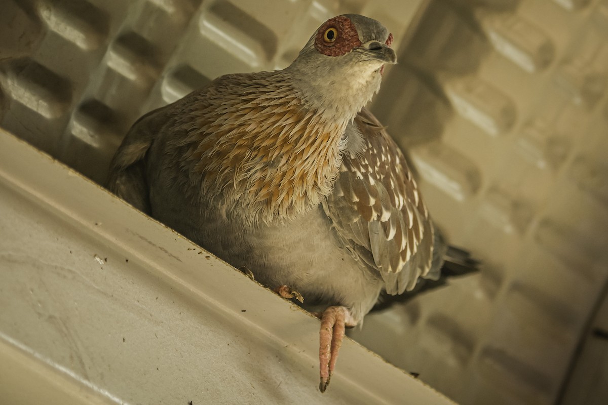 Speckled Pigeon - ML611287774