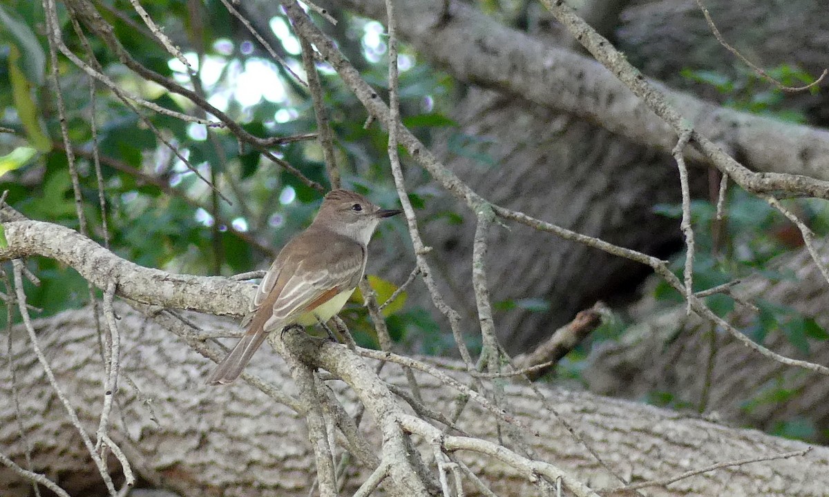 Ash-throated Flycatcher - Cuneyt Yilmaz