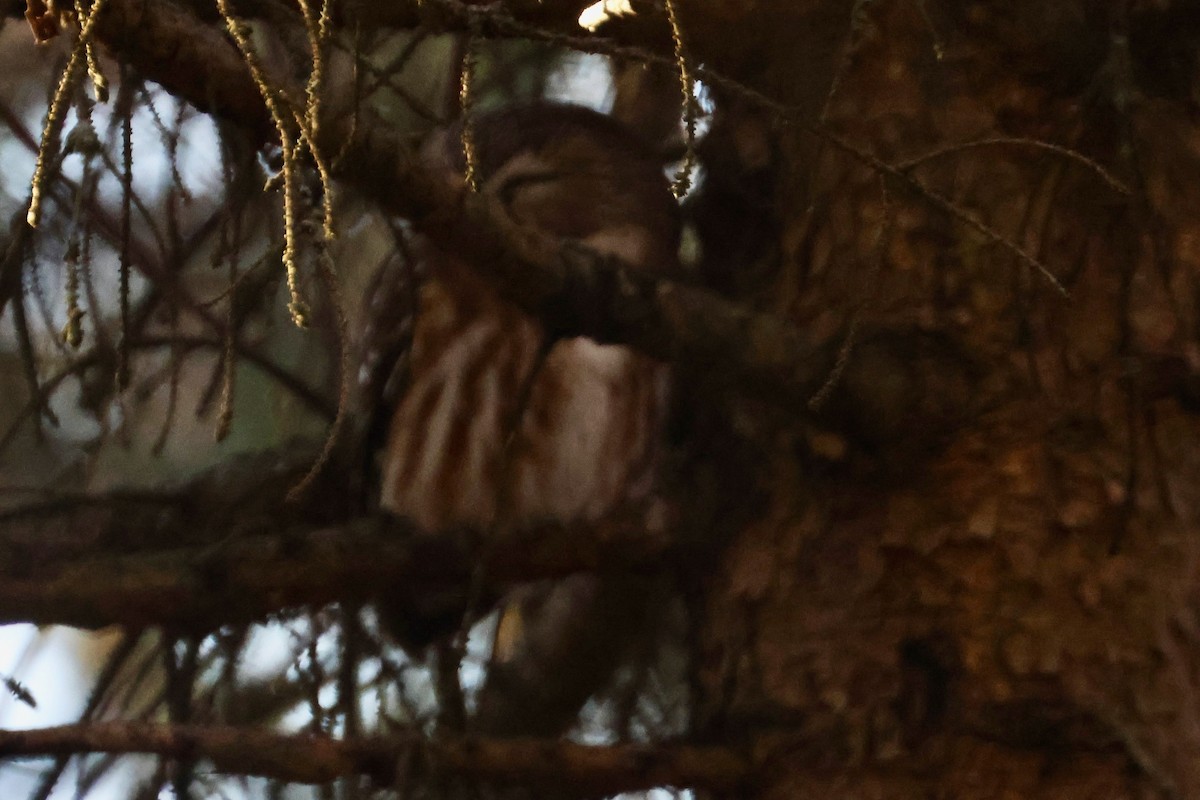 Northern Saw-whet Owl - Jim Smallwood