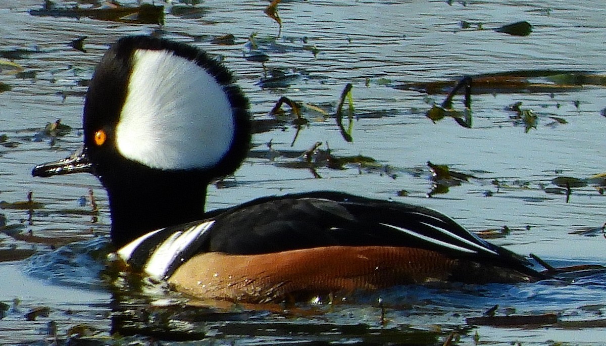 Hooded Merganser - ML611288008