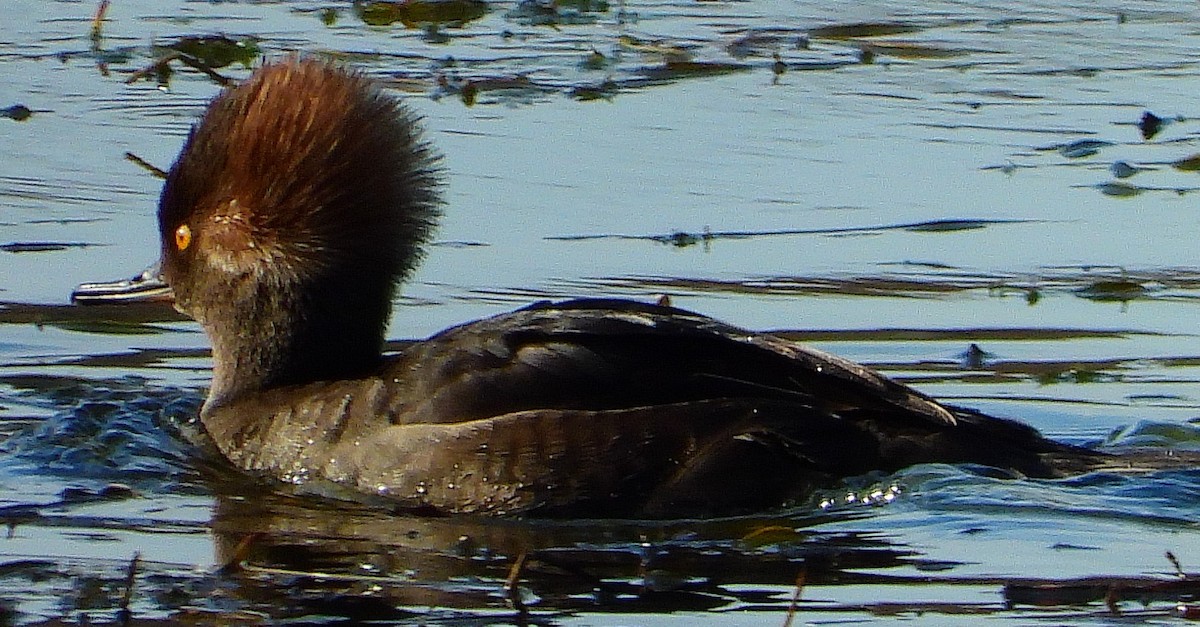 Hooded Merganser - ML611288009