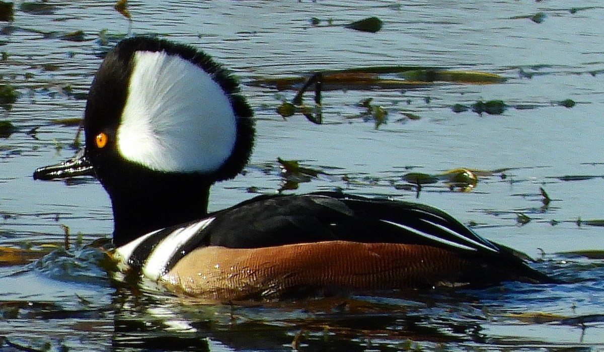 Hooded Merganser - ML611288010