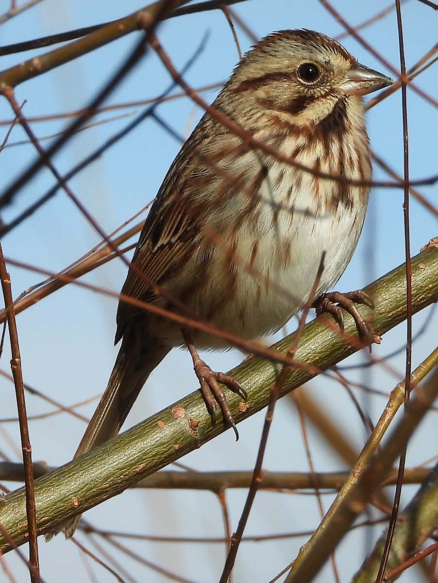 Song Sparrow - ML611288037