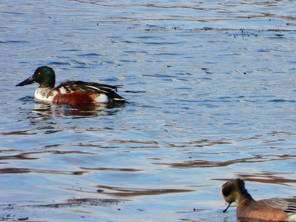 Northern Shoveler - ML611288053