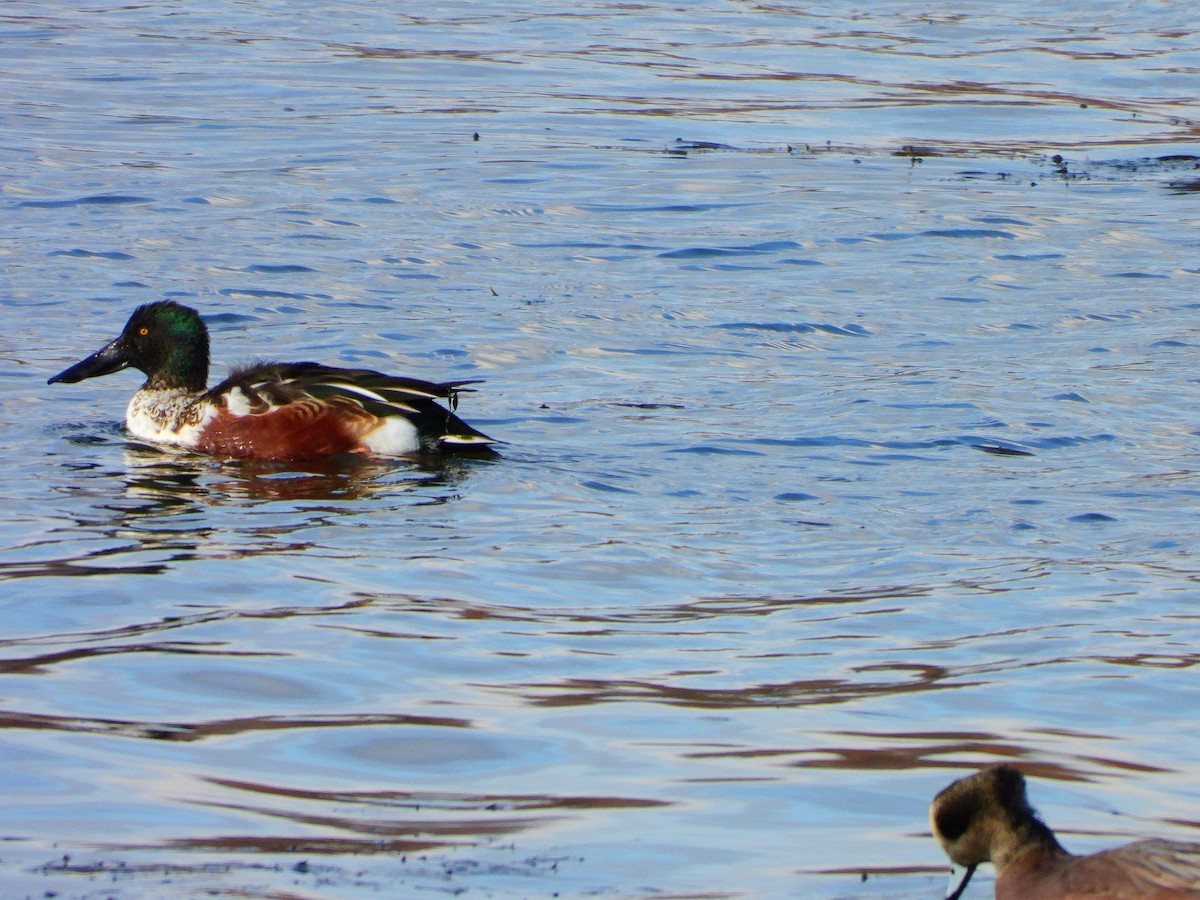 琵嘴鴨 - ML611288054