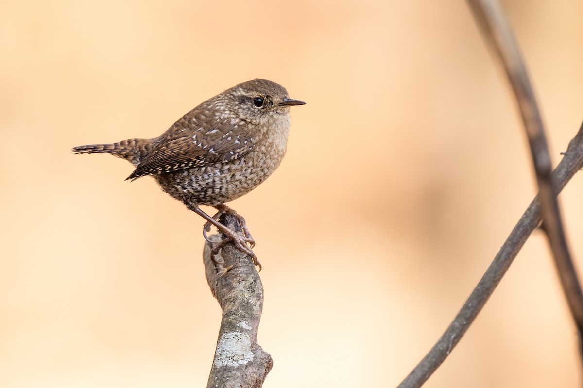 Winter Wren - ML611288065