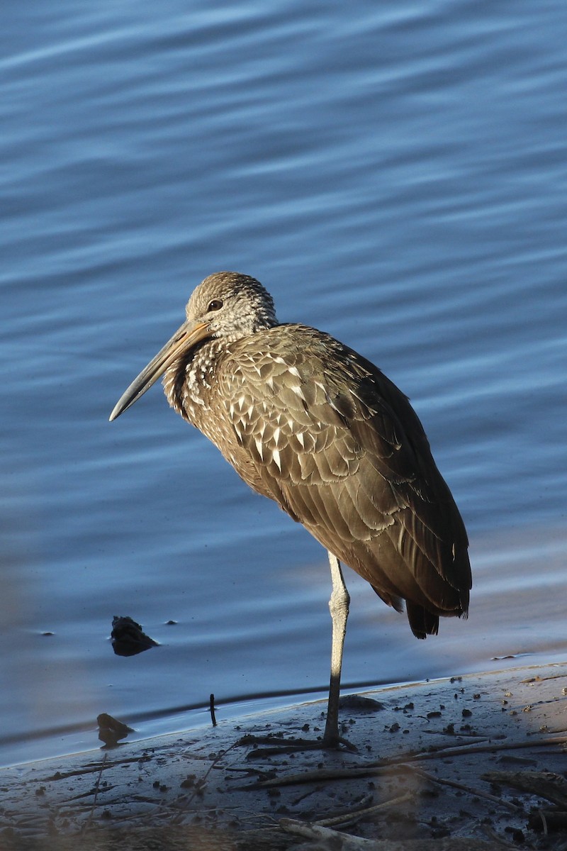 Limpkin - Elizabeth  Walker