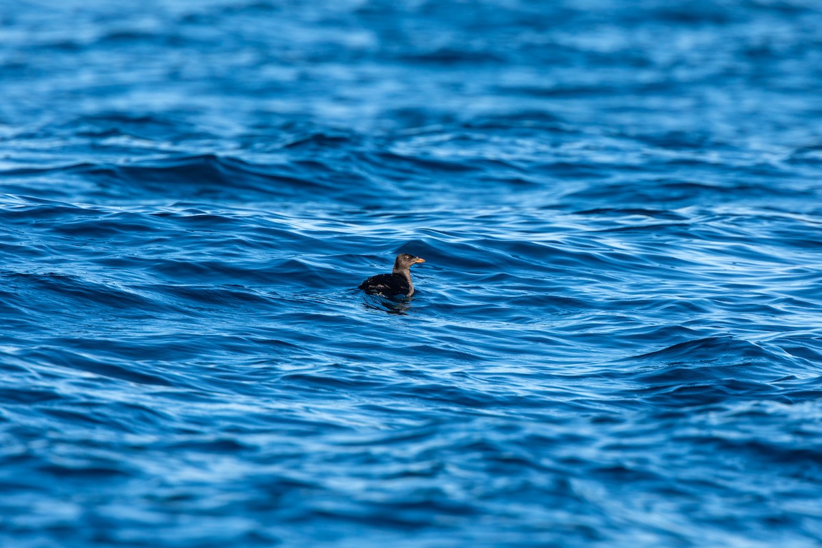 Rhinoceros Auklet - William Clark