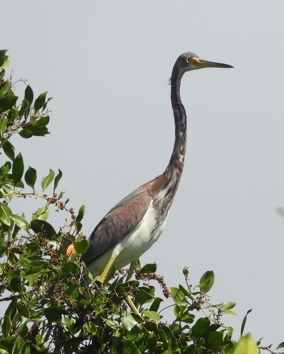 Tricolored Heron - ML611288176