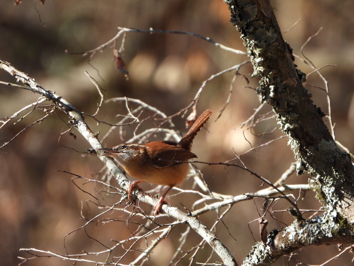 Carolina Wren - ML611288205