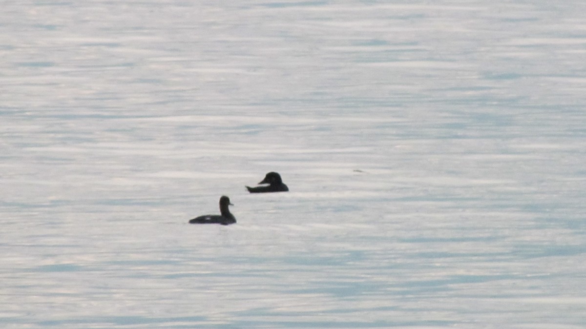 Surf Scoter - ML611288208
