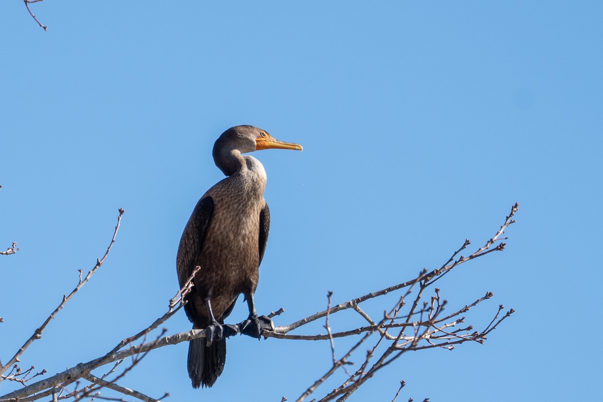 Double-crested Cormorant - ML611288234