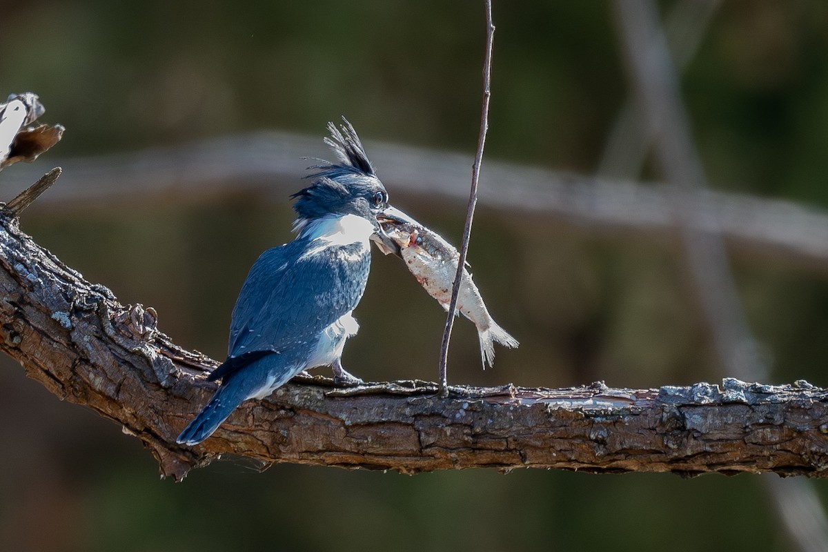 Belted Kingfisher - ML611288254