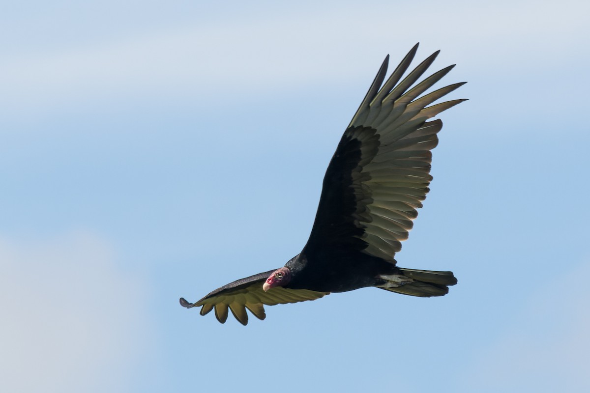 Turkey Vulture - ML611288283