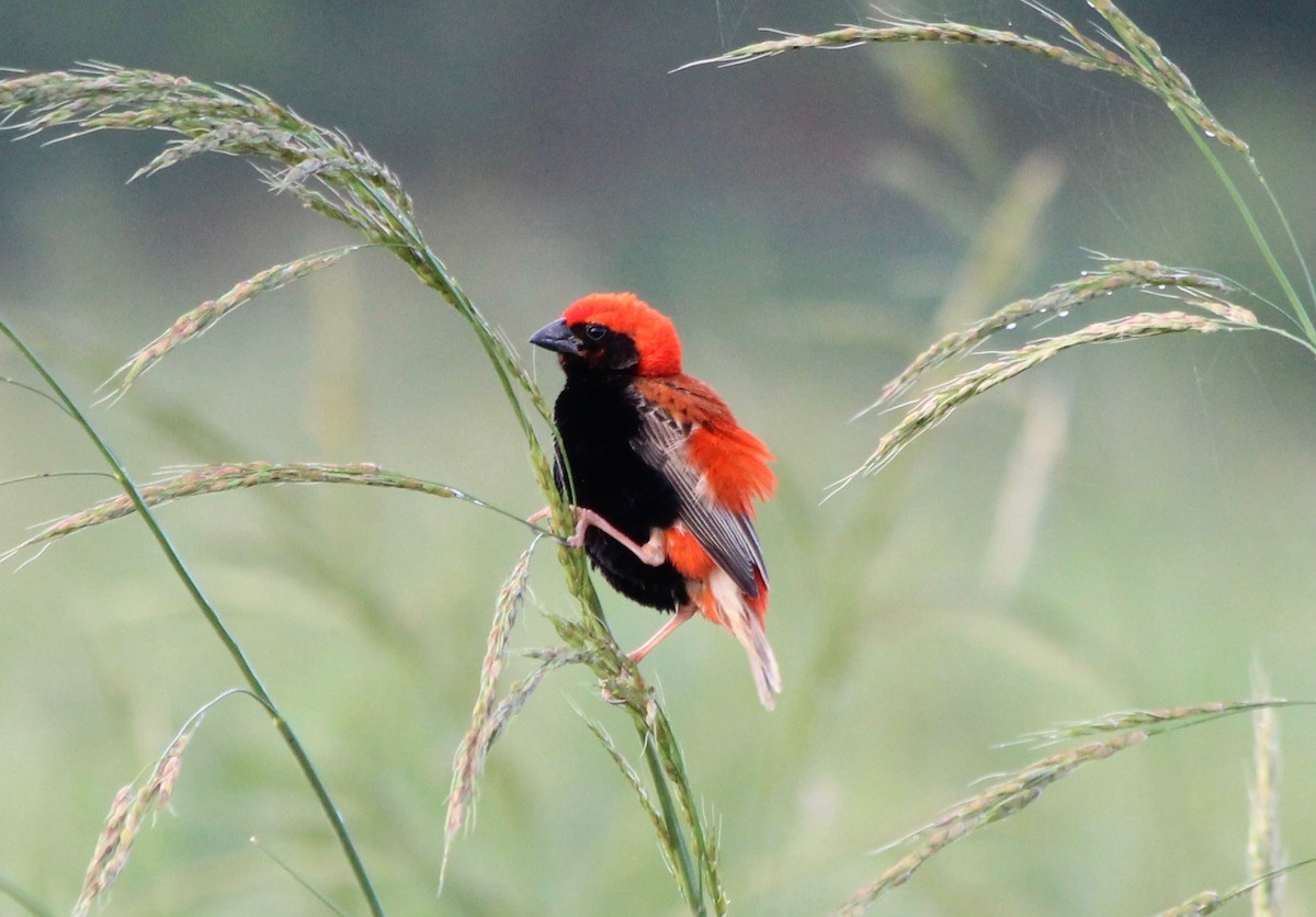 Zanzibar Red Bishop - David Guarnieri