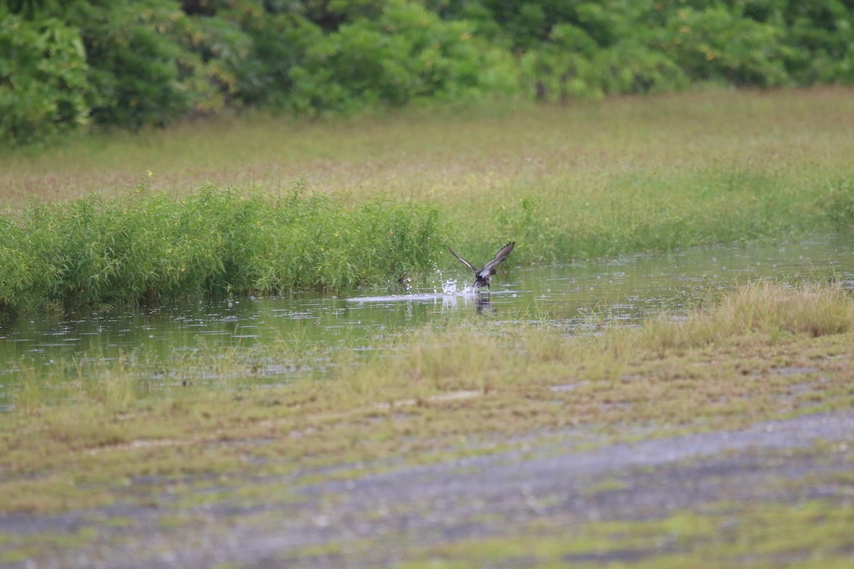 Greater Scaup - ML611288436